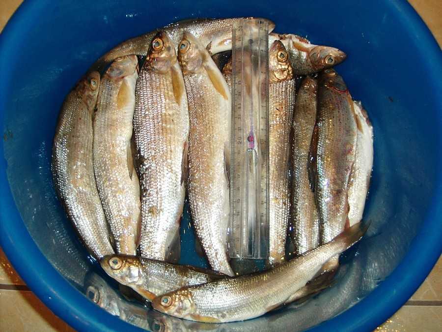 Рыба хариус – что это продукт, рецепт запеченной, жареной, малосольной, тушеной и соленой рыбы